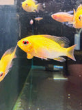 Super Gold Ram
