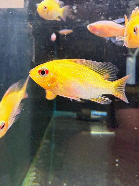 Super Gold Ram