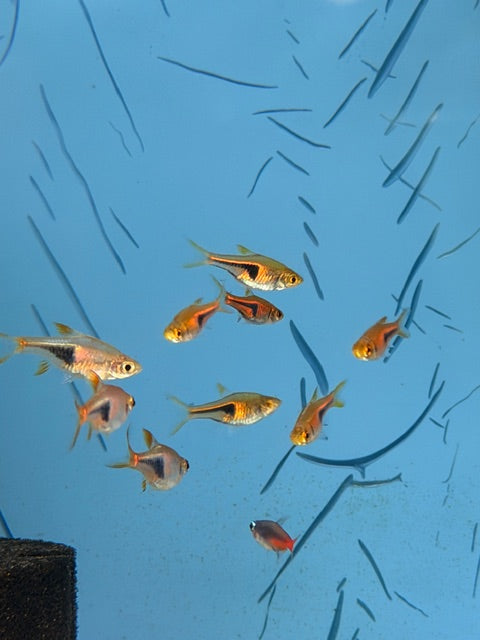Red Rasbora Hengeli
