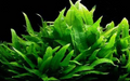 Java Fern (Microsorum pteropus)