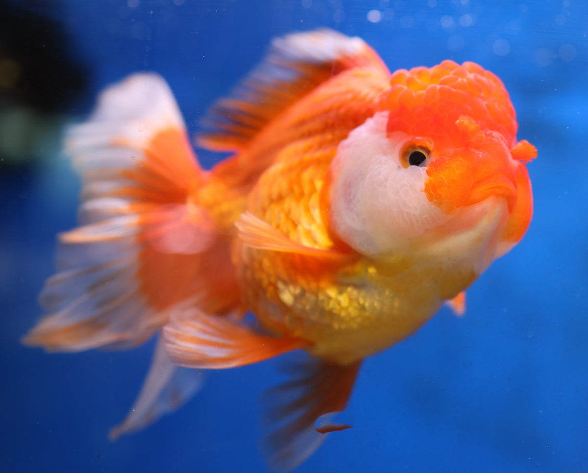 Jumbo Rosetail Oranda