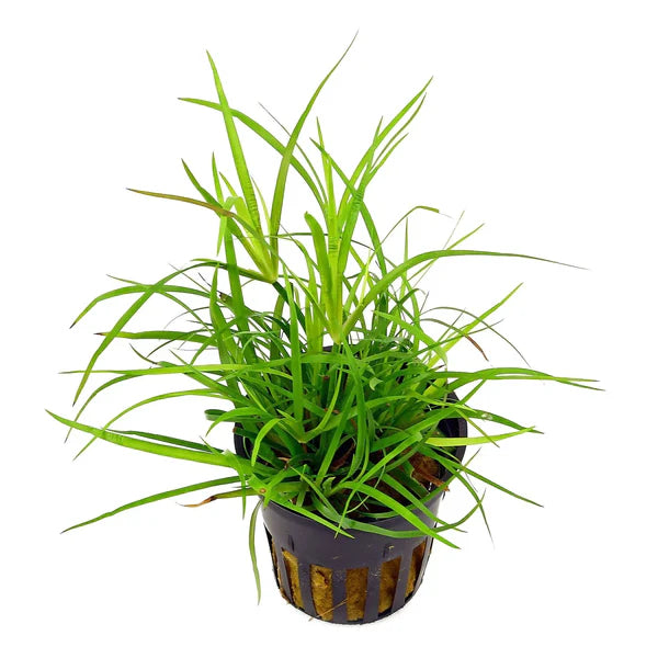 Juncus Repens 5cm Pot