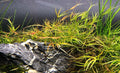 Juncus Repens 5cm Pot