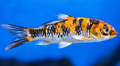 Koi Fish (Assorted) 7-9cm Approx.