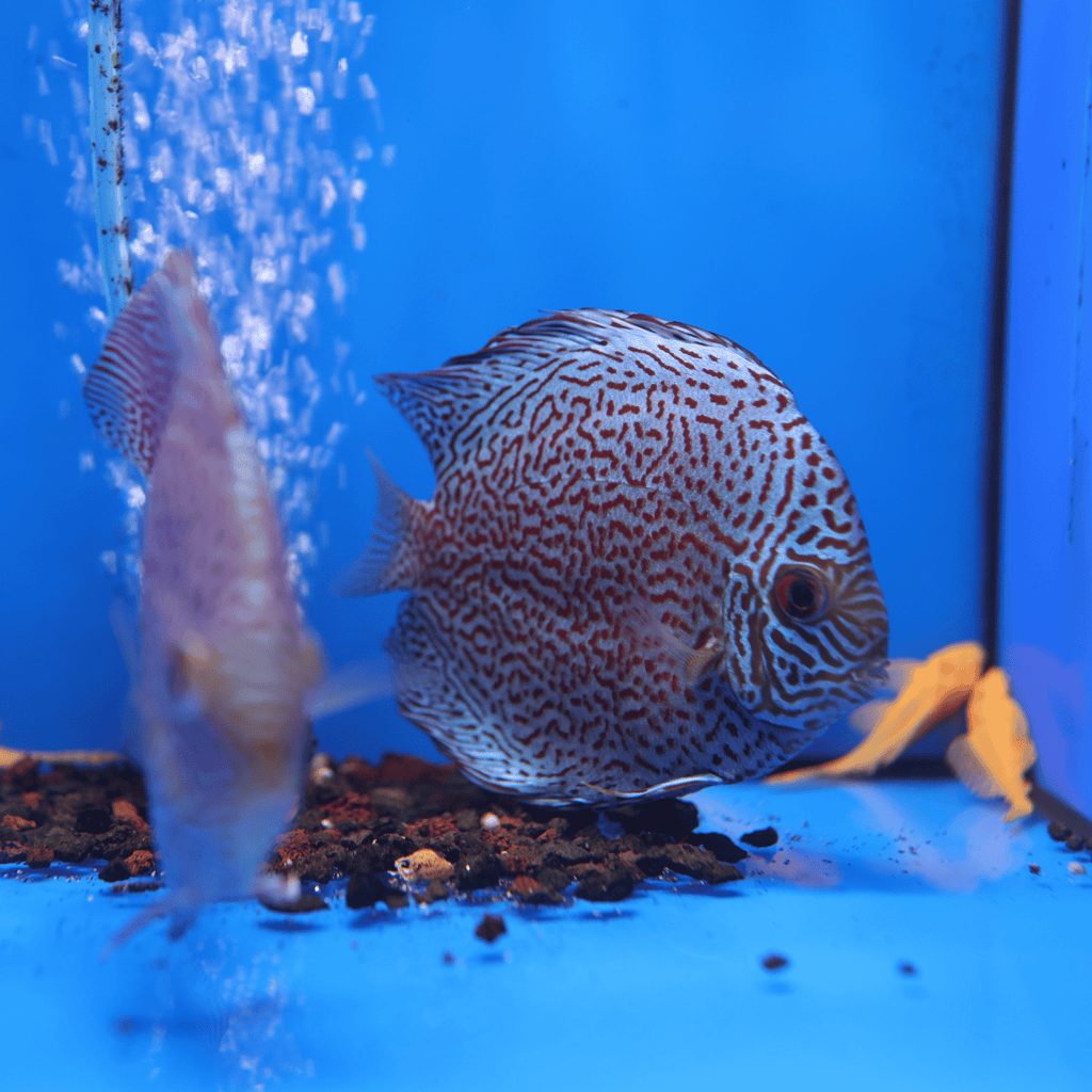 Leopard Discus (M/F Pair)