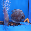Leopard Discus (M/F Pair)