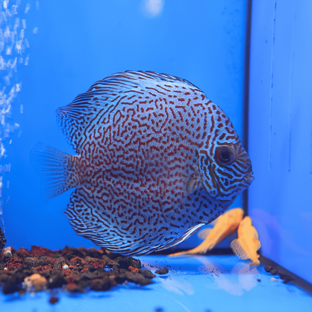 Leopard Discus (M/F Pair)