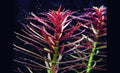 Limnophila hippuridoides 5cm Pot