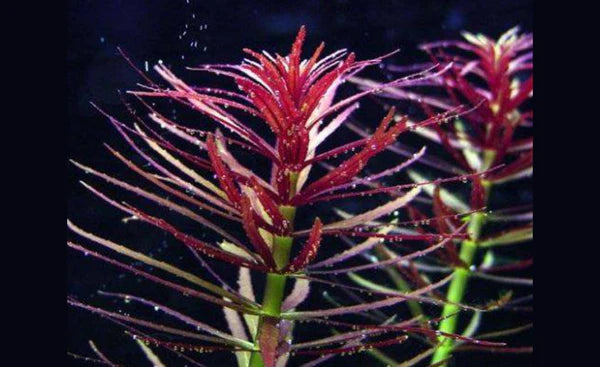 Limnophila hippuridoides 5cm Pot