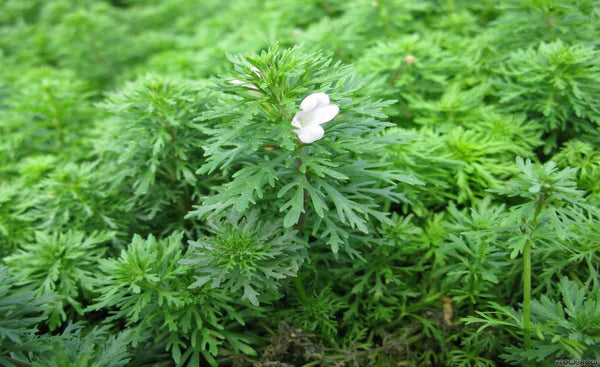 Limnophila Wessiliflora 5cm Pot