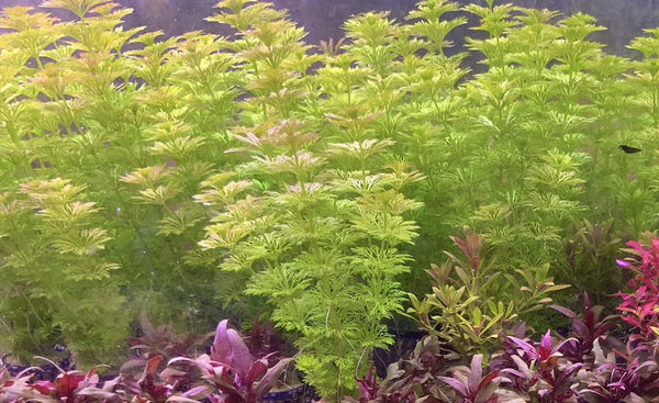 Limnophila Wessiliflora 5cm Pot