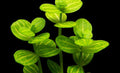 Lindernia rotundifolia Pot 5cm
