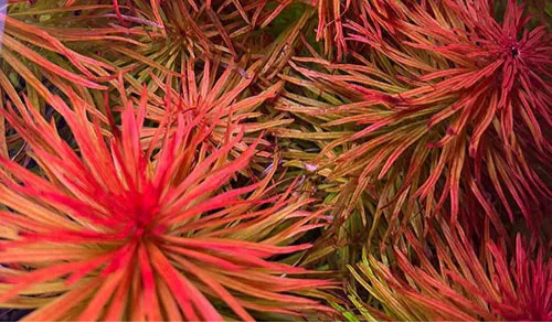 Ludwigia Meta Submersed Grown