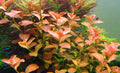 Ludwigia ovalis 5cm Pot