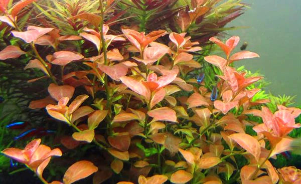 Ludwigia ovalis 5cm Pot