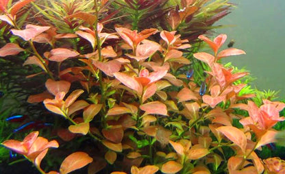 Ludwigia ovalis 5cm Pot