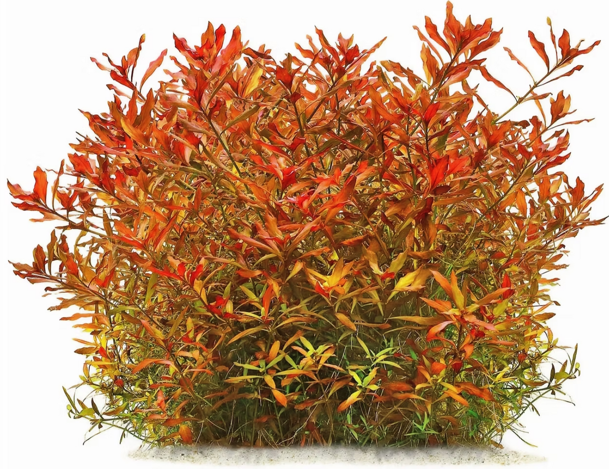 Ludwigia Repens 5cm Pot