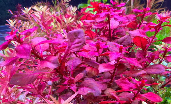 Ludwigia Super Red 5cm Pot