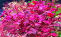 Ludwigia Super Red 5cm Pot