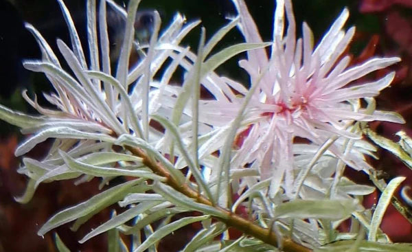 Ludwigia White 5cm Pot