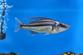 Malawi Eye Biter (D. compressiceps)