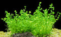Micranthemum Umbrosum 5cm Pot