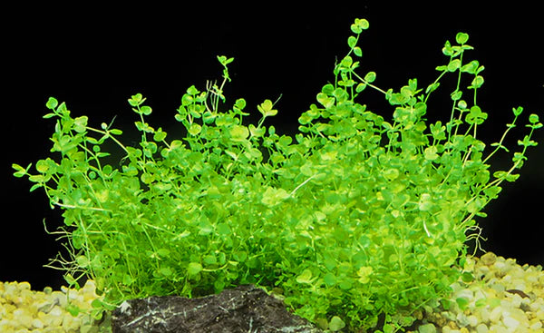 Micranthemum Umbrosum 5cm Pot