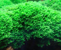 Mini Pellia (Riccardia chamedryfolia)