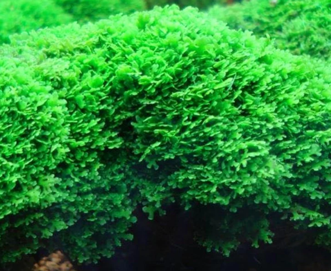 Mini Pellia (Riccardia chamedryfolia)