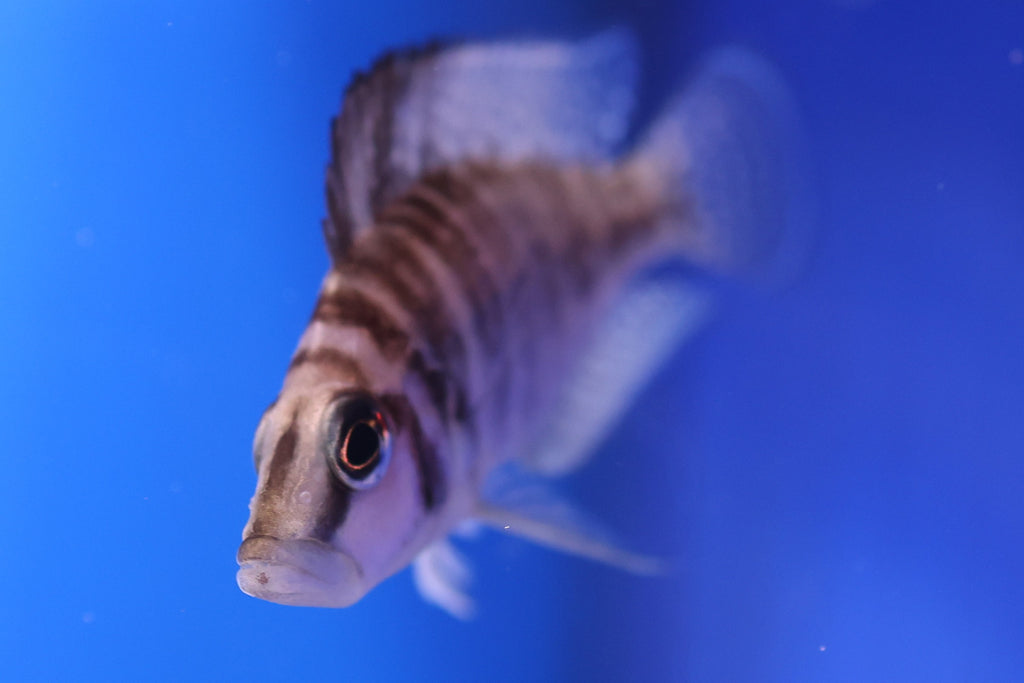 Altolamprologus Compressiceps Gold Head Muzi (4–5cm)