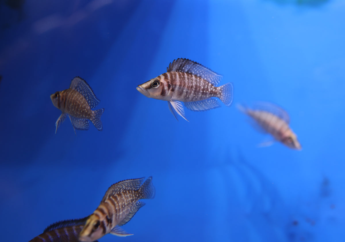 Altolamprologus Compressiceps Gold Head Muzi (4–5cm)