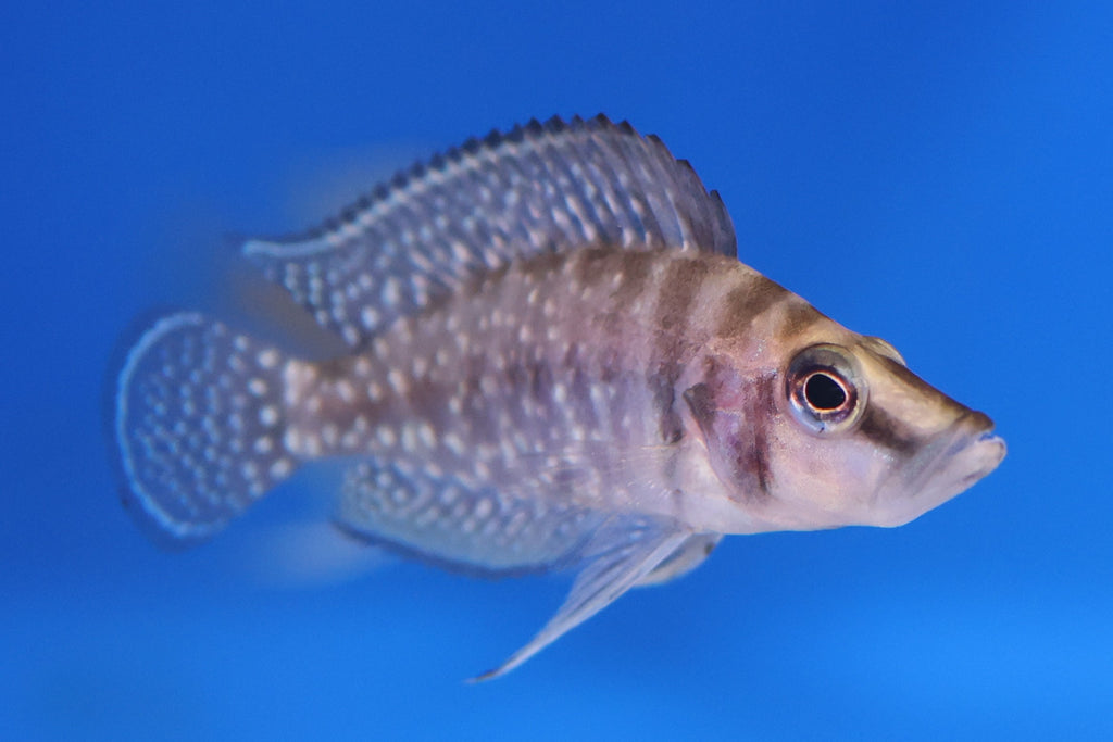 Altolamprologus Compressiceps Gold Head Muzi (4–5cm)