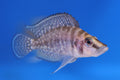 Altolamprologus Compressiceps Gold Head Muzi (4–5cm)