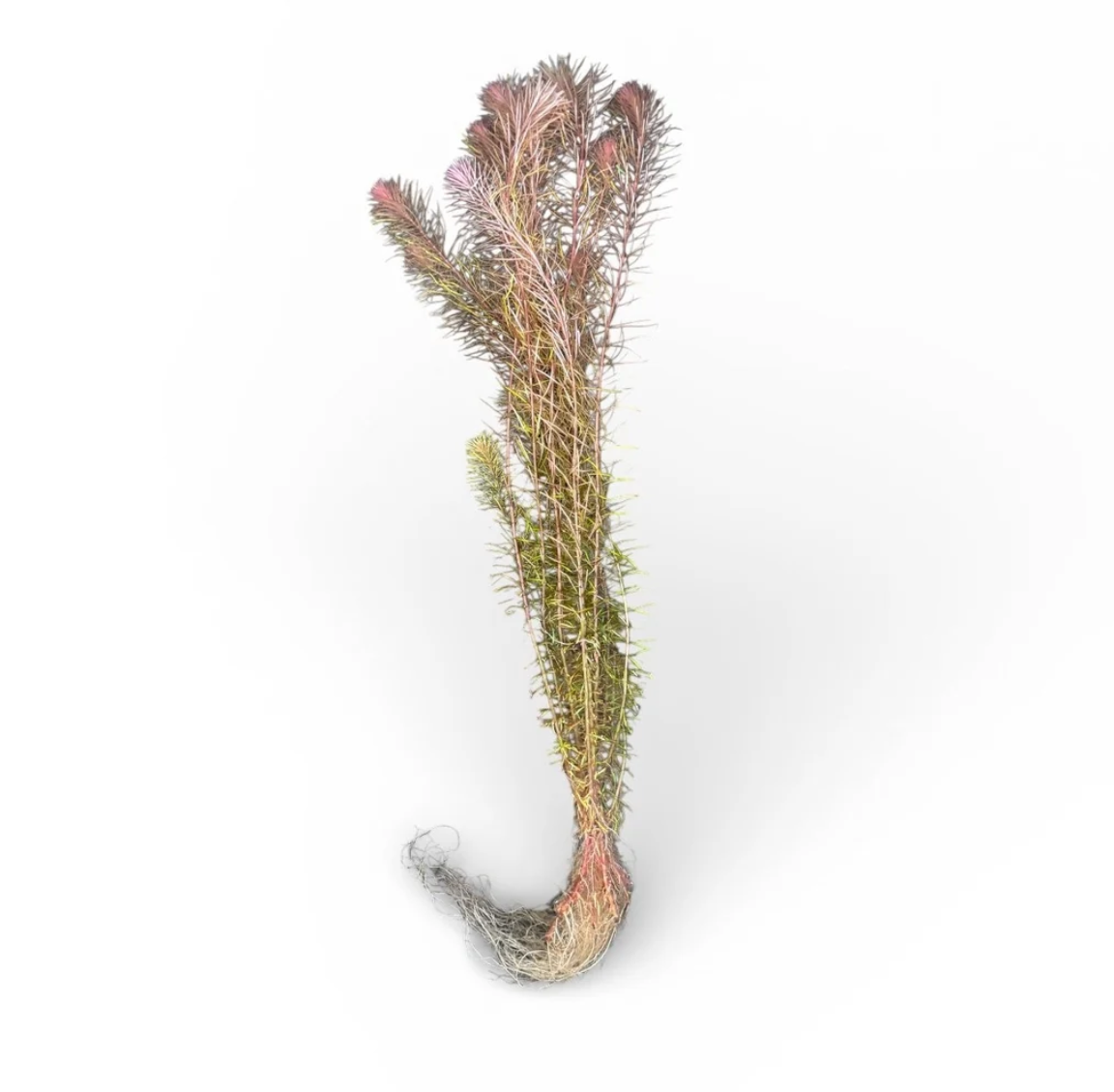 Myriophyllum sp. 'Guyana'