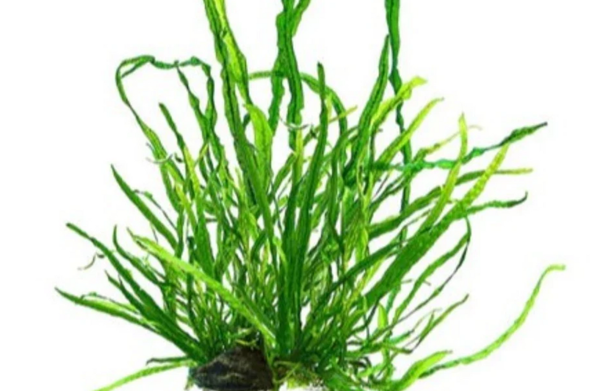 Needle Leaf Java Fern (Microsorum pteropus)