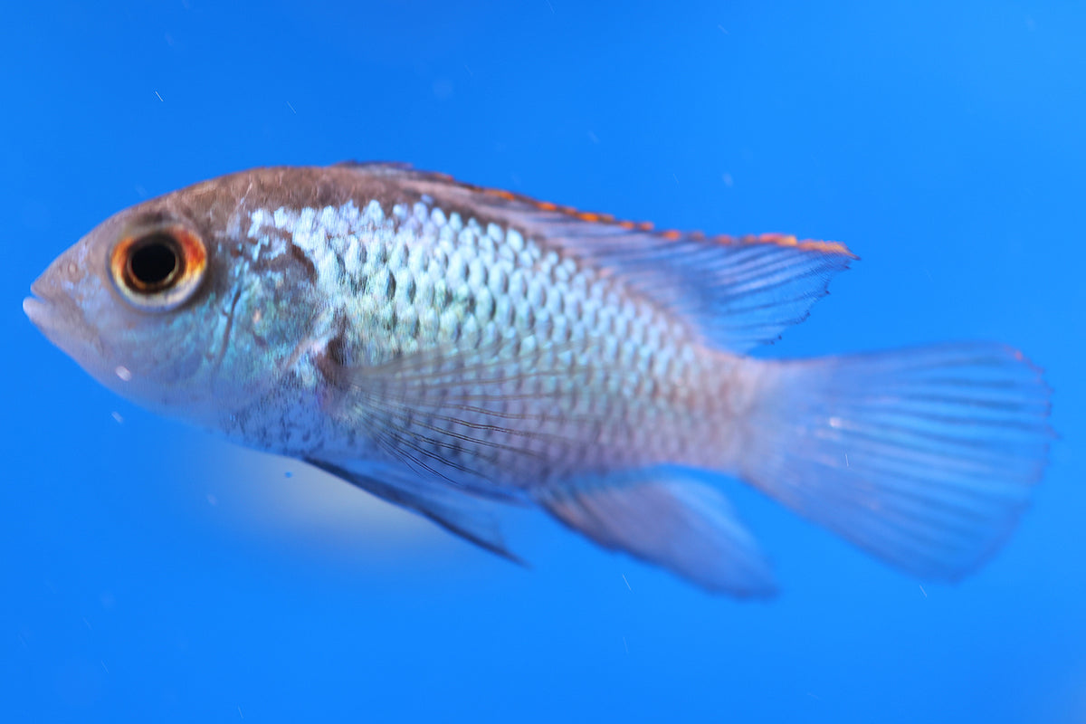 Neon Blue Acara 4cm Approx.
