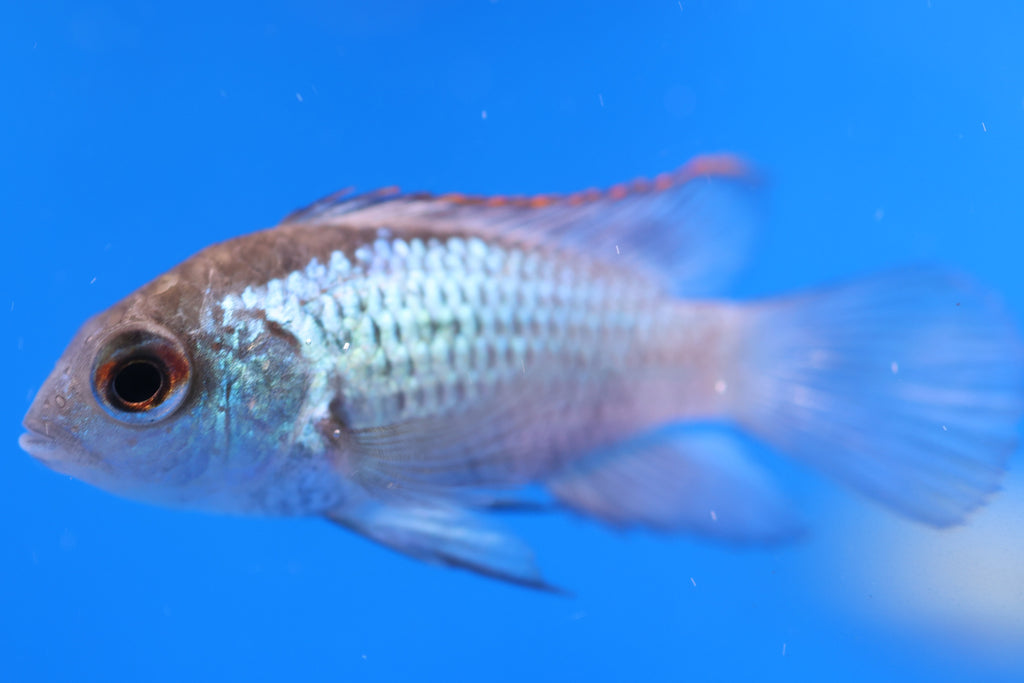 Neon Blue Acara 4cm Approx.