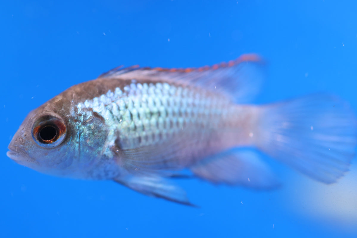 Neon Blue Acara 4cm Approx.