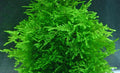 Peacock Moss 6cm Diameter