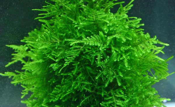 Peacock Moss 6cm Diameter