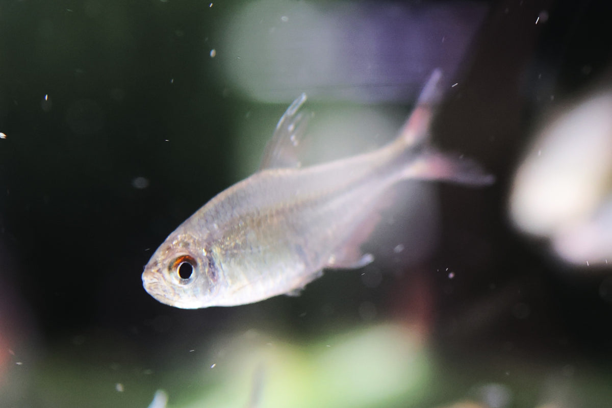 Phoenix Tetra