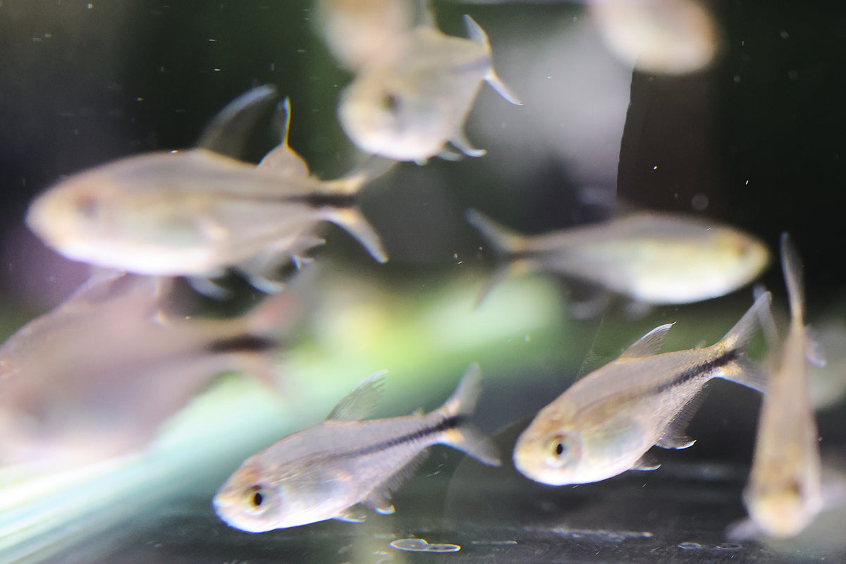 Phoenix Tetra