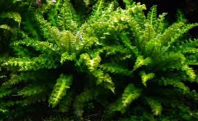 Pogostemon helferi 5cm Pot