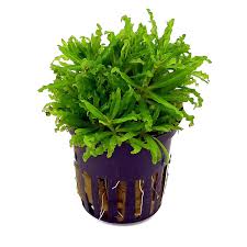 Pogostemon helferi 5cm Pot