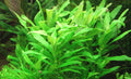 Pogostemon Sampsonii 5cm Pot