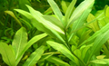 Hygrophila polysperma