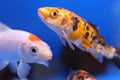 Premium Koi Fish (Assorted) 7-9cm Approx.