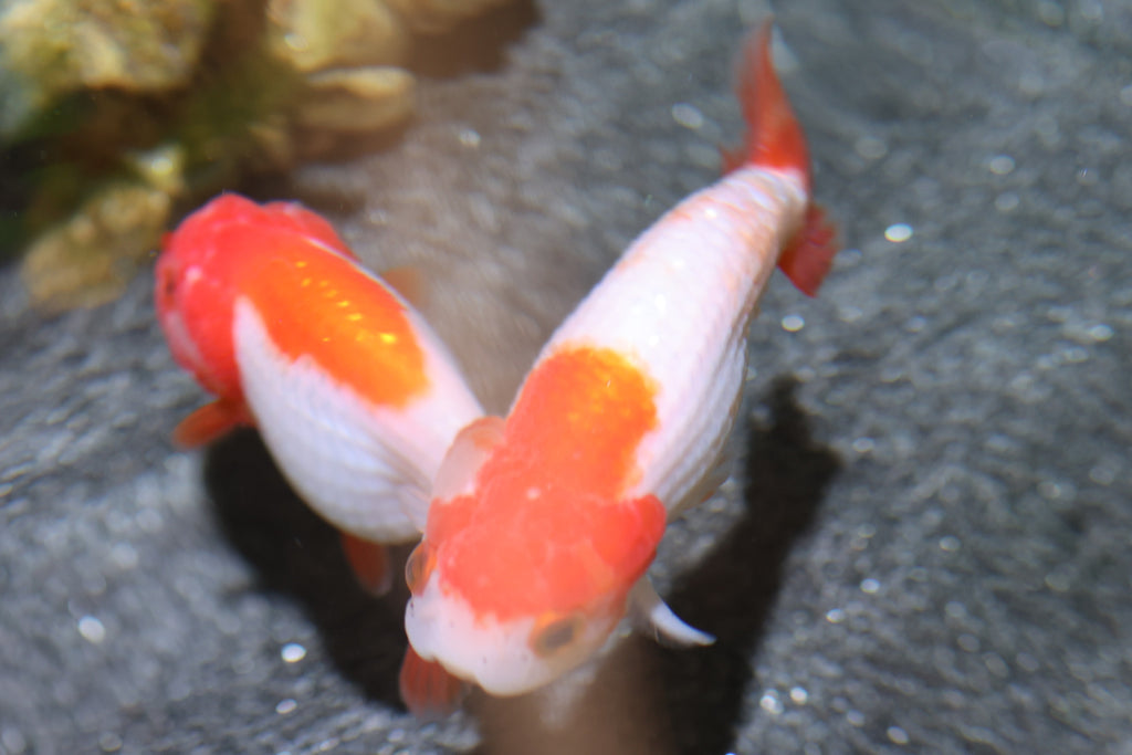 Ranchu Goldfish