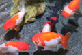 Ranchu Goldfish