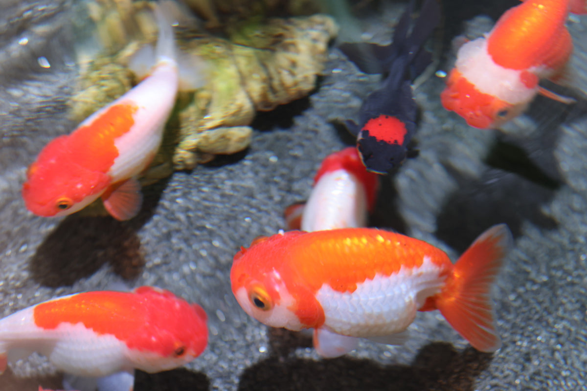 Ranchu Goldfish